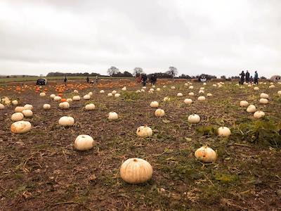 Dorset country pumpkins
