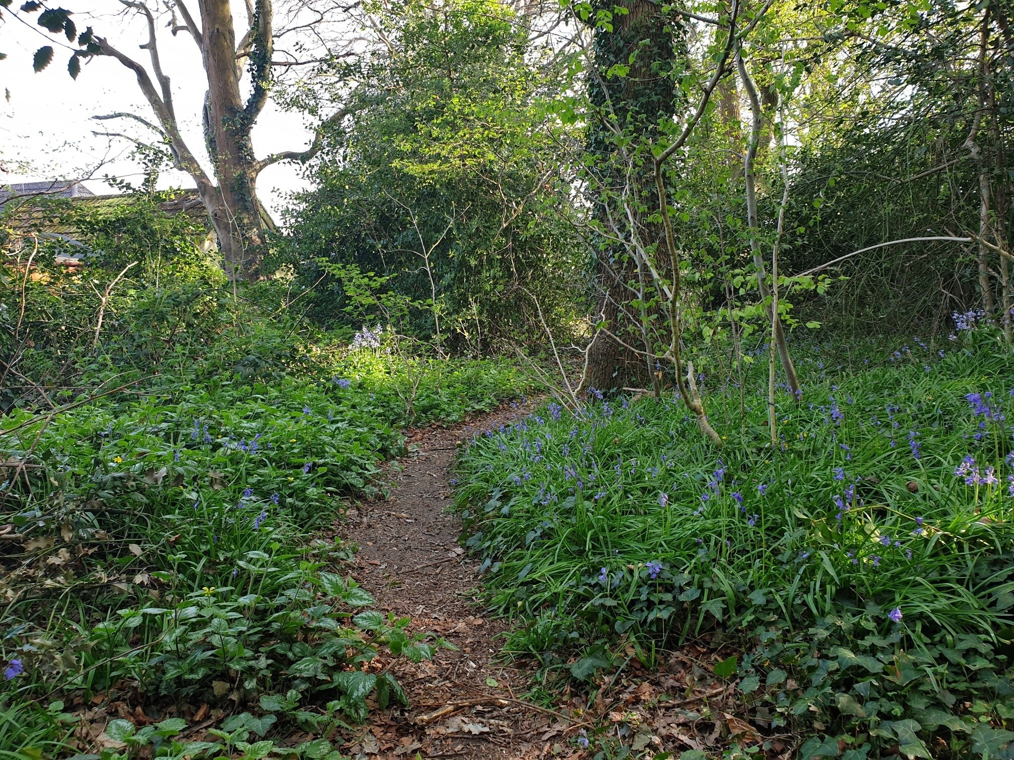 Bluebell Community Woodland and Garden Poole