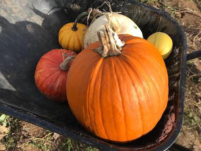WATCH: Pumpkin Picking at Fordingbridge Pumpkin Picking Patch & Halloween Maze 
